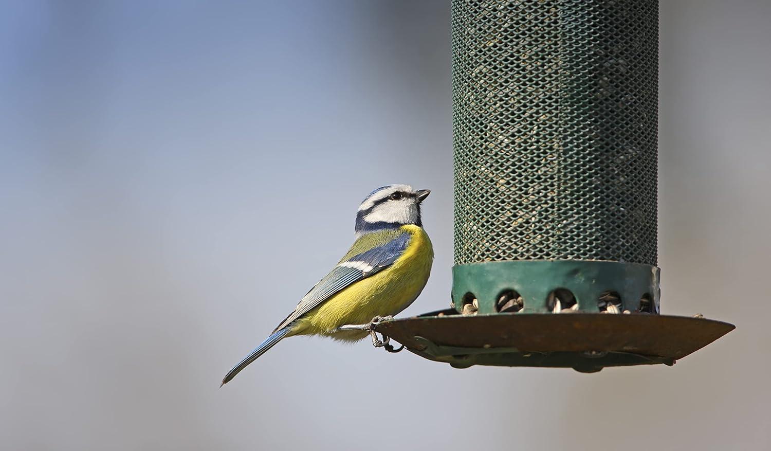 image:image51041 40Pound Bag Black Oil Sunflower Wild Bird Food