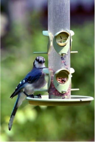 image:imageWagners 52003 Classic Blend Wild Bird Food 6Pound Bag20 Pound Pack of 1